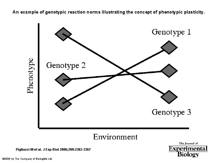 An example of genotypic reaction norms illustrating the concept of phenotypic plasticity. Pigliucci M