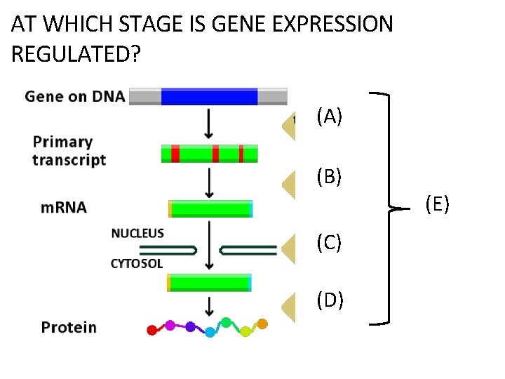 AT WHICH STAGE IS GENE EXPRESSION REGULATED? (A) (B) (C) (D) (E) 