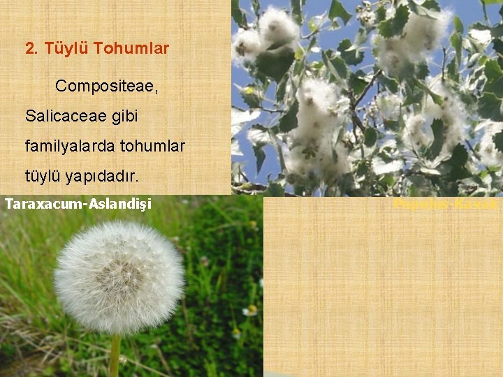 2. Tüylü Tohumlar Compositeae, Salicaceae gibi familyalarda tohumlar tüylü yapıdadır. Taraxacum-Aslandişi Populus-Kavak 
