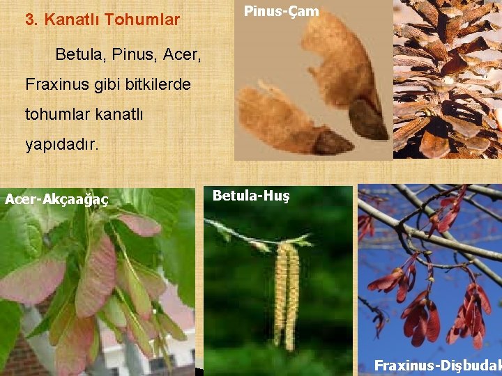 3. Kanatlı Tohumlar Pinus-Çam Betula, Pinus, Acer, Fraxinus gibi bitkilerde tohumlar kanatlı yapıdadır. Acer-Akçaağaç