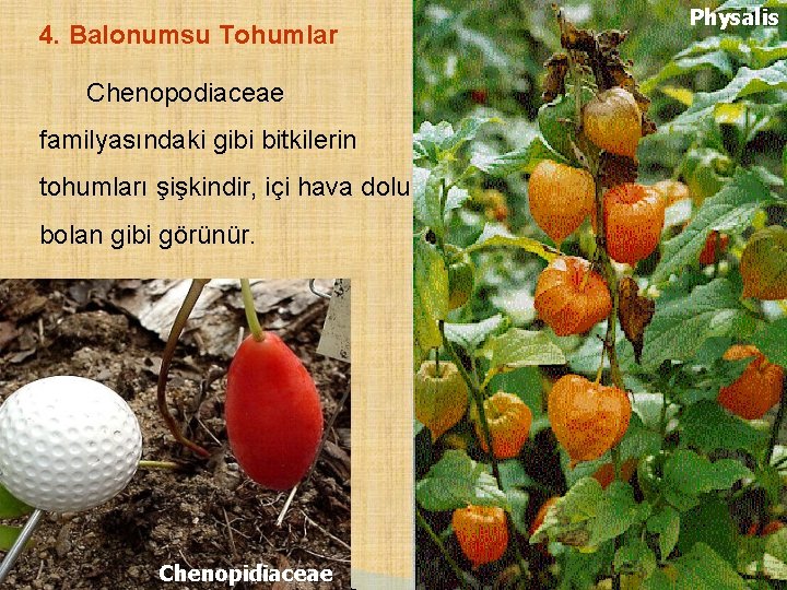 4. Balonumsu Tohumlar Chenopodiaceae familyasındaki gibi bitkilerin tohumları şişkindir, içi hava dolu bolan gibi