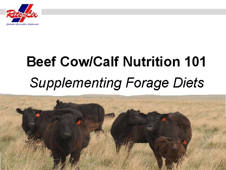 Beef Cow/Calf Nutrition 101 Supplementing Forage Diets 