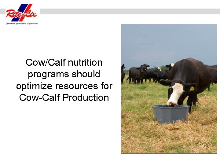 Cow/Calf nutrition programs should optimize resources for Cow-Calf Production 