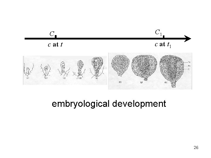 C C 1 c at t 1 embryological development 26 