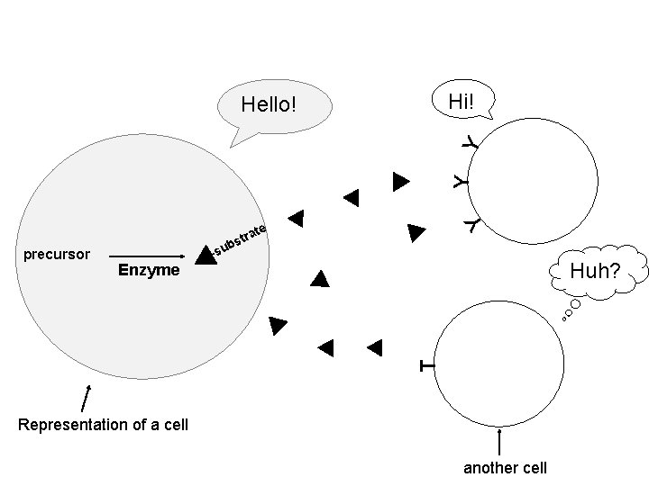 Hi! te b Enzyme -su Huh? T precursor a str Y Y Y Hello!