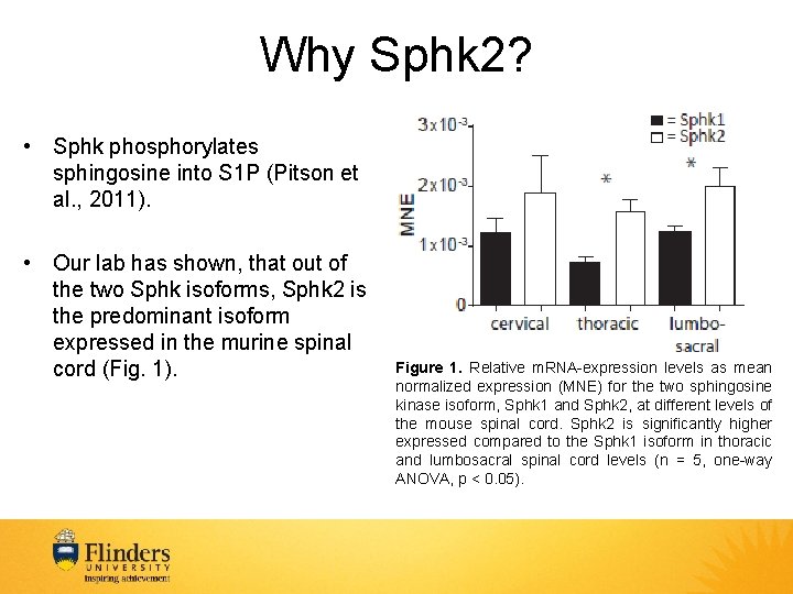 Why Sphk 2? • Sphk phosphorylates sphingosine into S 1 P (Pitson et al.