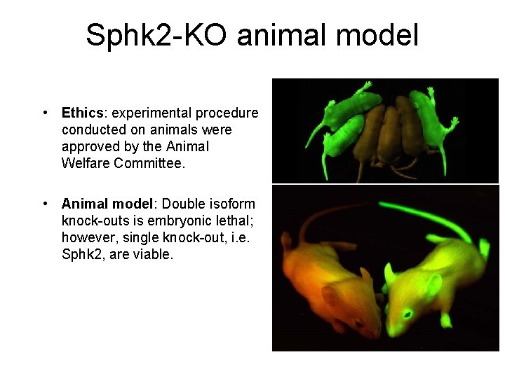 Sphk 2 -KO animal model • Ethics: experimental procedure conducted on animals were approved