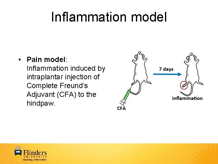 Inflammation model • Pain model: Inflammation induced by intraplantar injection of Complete Freund’s Adjuvant