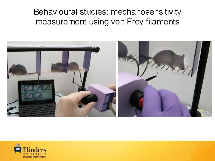 Behavioural studies: mechanosensitivity measurement using von Frey filaments 