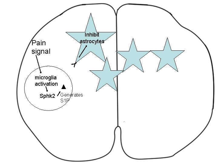 Inhibit astrocytes Y Pain signal microglia activation Sphk 2 Generates S 1 P 