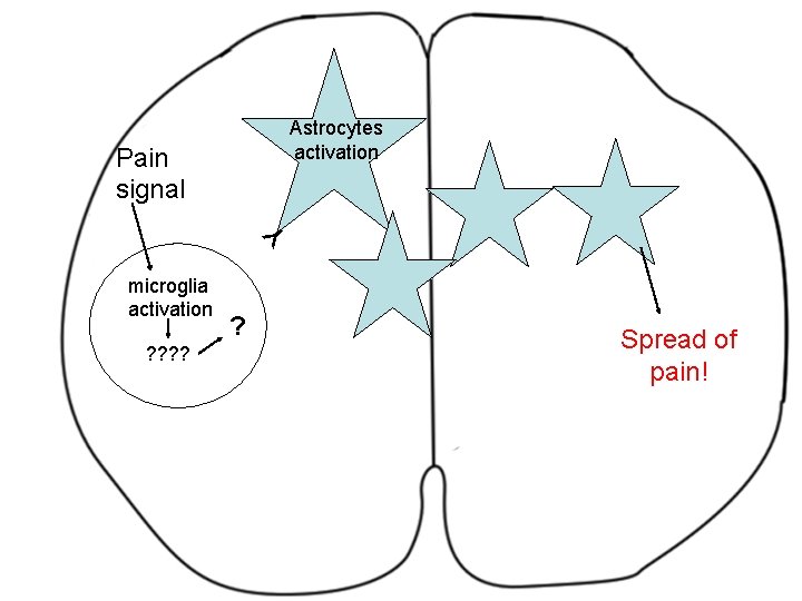 Astrocytes activation Y Pain signal microglia activation ? ? ? Spread of pain! 