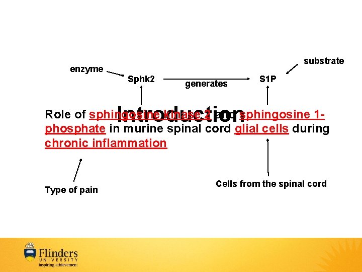 substrate enzyme Sphk 2 generates S 1 P Introduction Role of sphingosine kinase 2