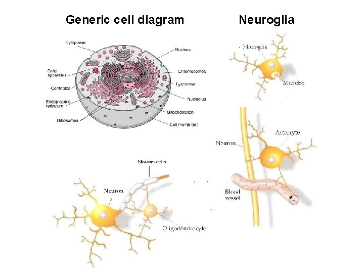 Generic cell diagram Neuroglia 