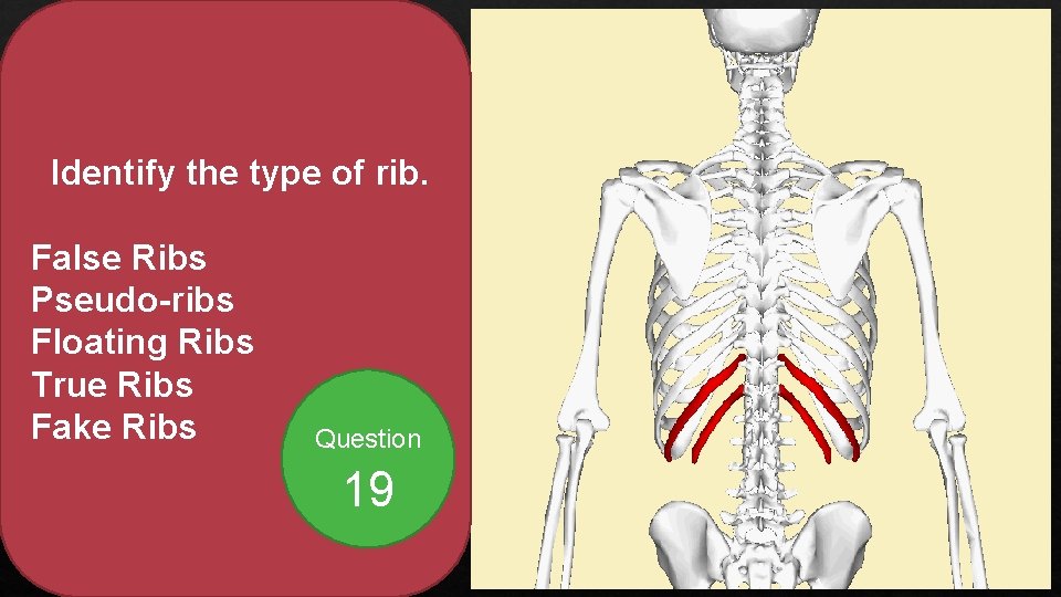 Identify the type of rib. False Ribs Pseudo-ribs Floating Ribs True Ribs Fake Ribs