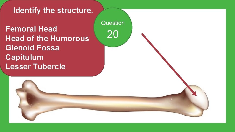 Identify the structure. Femoral Head of the Humorous Glenoid Fossa Capitulum Lesser Tubercle Question