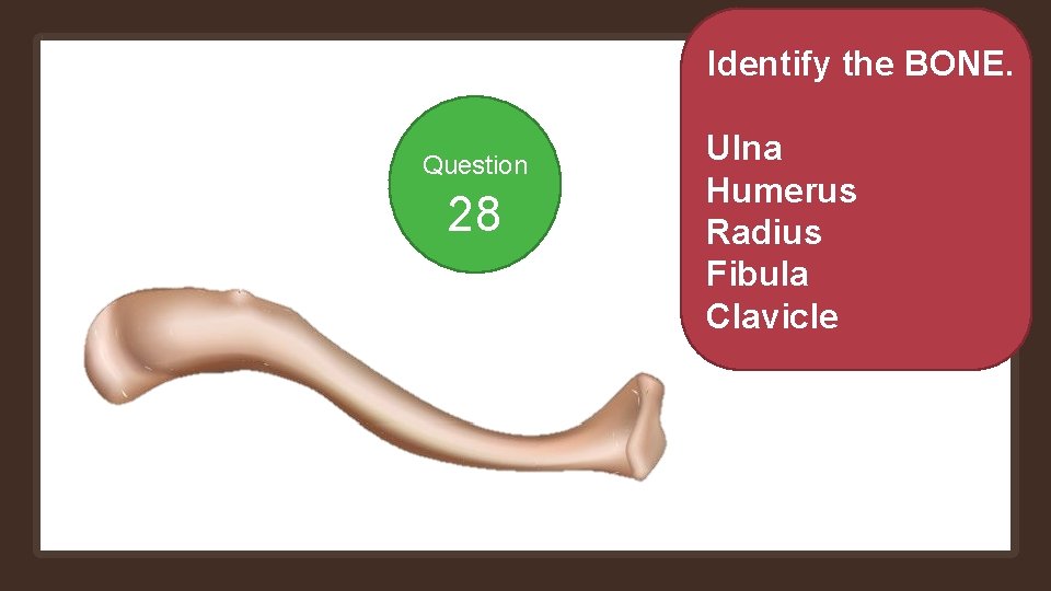 Identify the BONE. Question 28 Ulna Humerus Radius Fibula Clavicle 