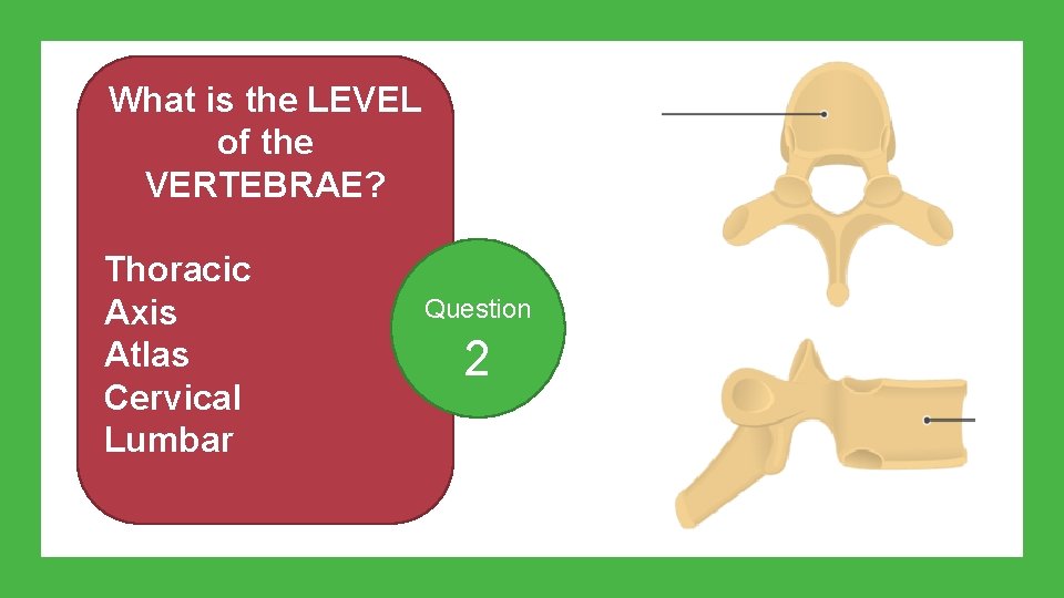 What is the LEVEL of the VERTEBRAE? Thoracic Axis Atlas Cervical Lumbar Question 2