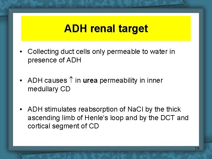 ADH renal target • Collecting duct cells only permeable to water in presence of