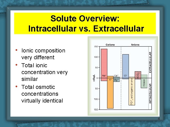 Solute Overview: Intracellular vs. Extracellular • • • Ionic composition very different Total ionic
