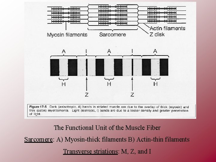 The Functional Unit of the Muscle Fiber Sarcomere: A) Myosin-thick filaments B) Actin-thin filaments