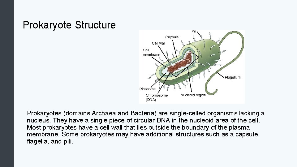 Prokaryote Structure Prokaryotes (domains Archaea and Bacteria) are single-celled organisms lacking a nucleus. They