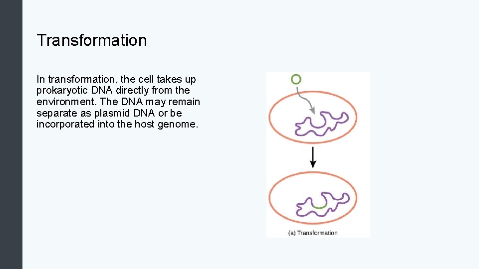 Transformation In transformation, the cell takes up prokaryotic DNA directly from the environment. The
