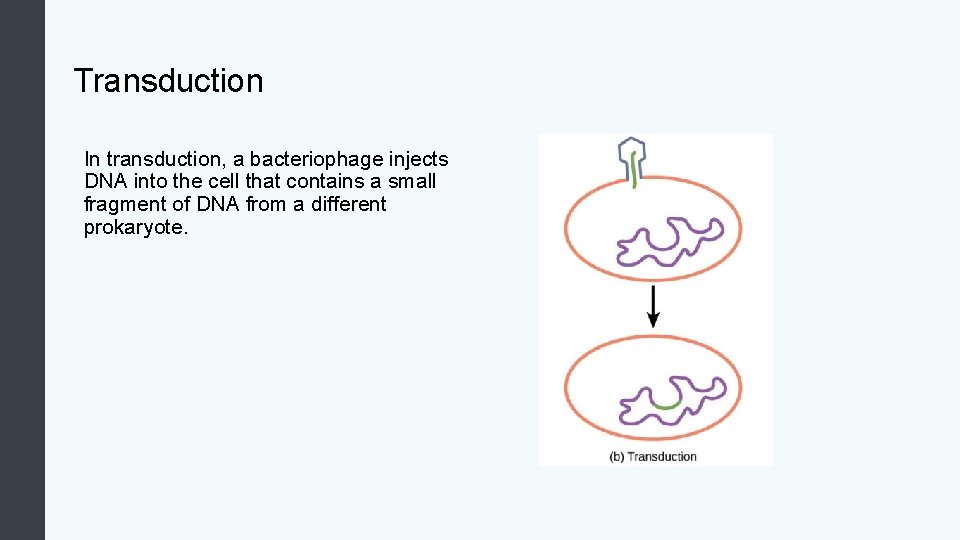 Transduction In transduction, a bacteriophage injects DNA into the cell that contains a small