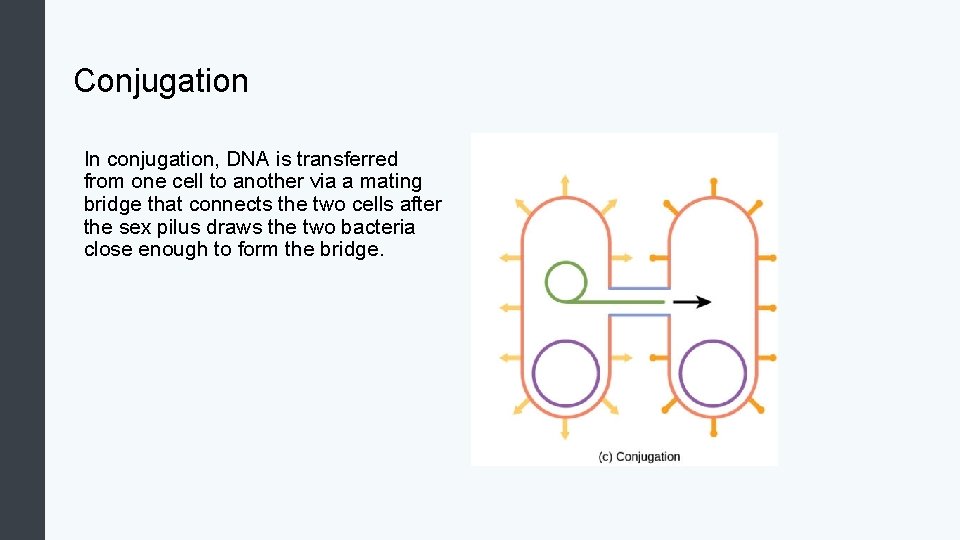 Conjugation In conjugation, DNA is transferred from one cell to another via a mating