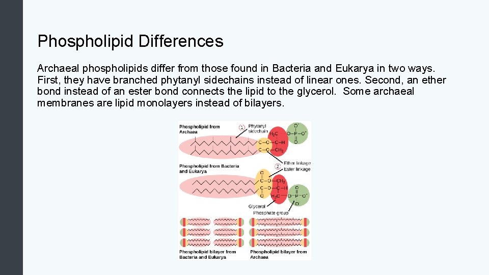 Phospholipid Differences Archaeal phospholipids differ from those found in Bacteria and Eukarya in two