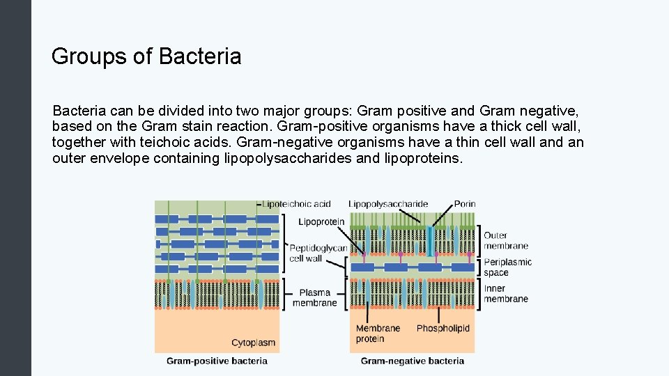 Groups of Bacteria can be divided into two major groups: Gram positive and Gram