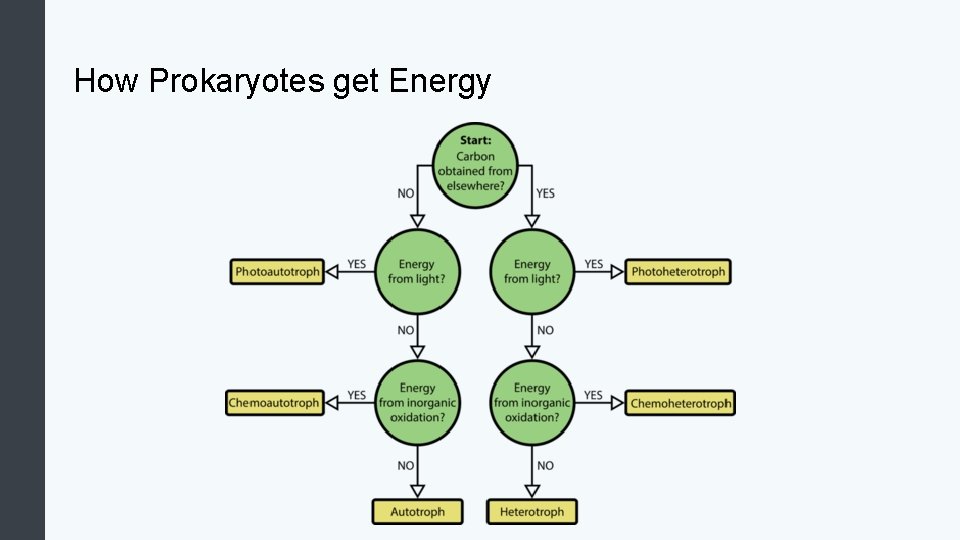 How Prokaryotes get Energy 