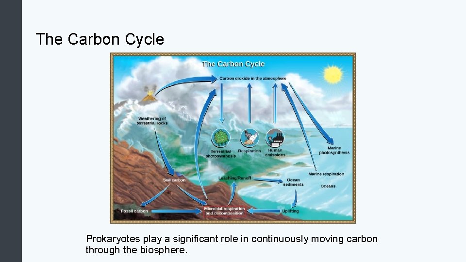 The Carbon Cycle Prokaryotes play a significant role in continuously moving carbon through the