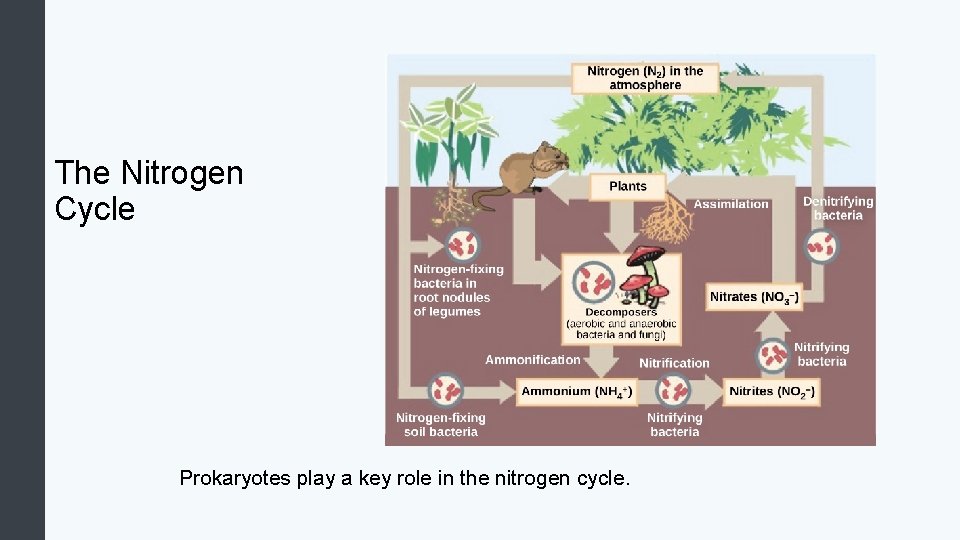 The Nitrogen Cycle Prokaryotes play a key role in the nitrogen cycle. 