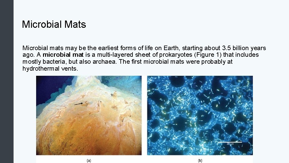 Microbial Mats Microbial mats may be the earliest forms of life on Earth, starting