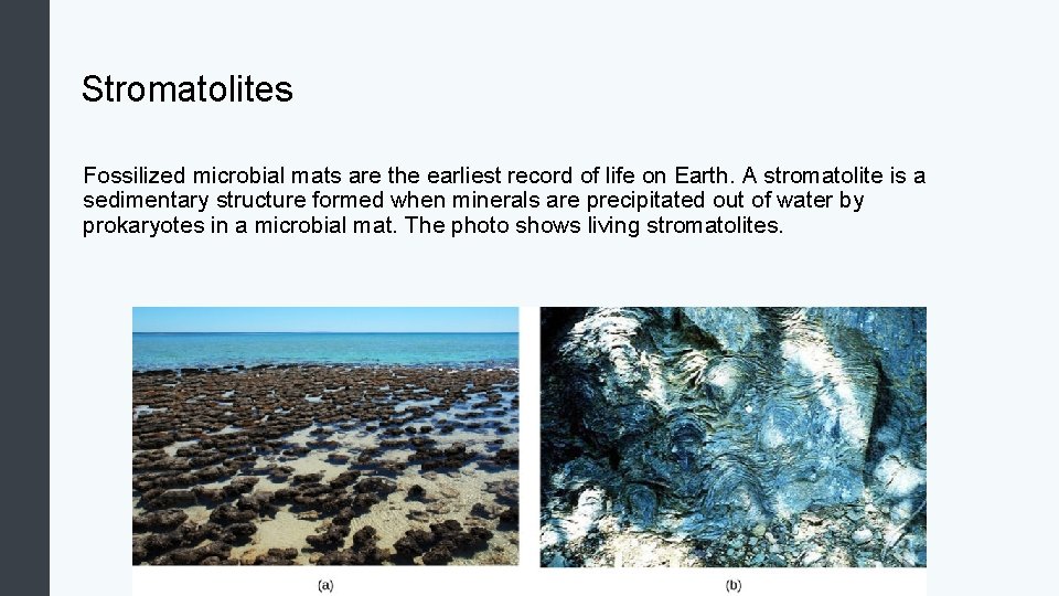Stromatolites Fossilized microbial mats are the earliest record of life on Earth. A stromatolite