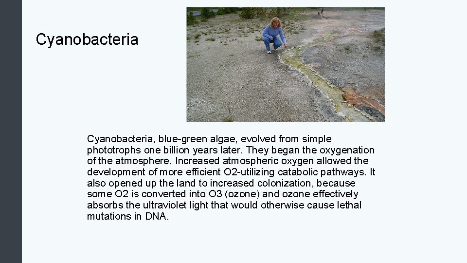 Cyanobacteria, blue-green algae, evolved from simple phototrophs one billion years later. They began the