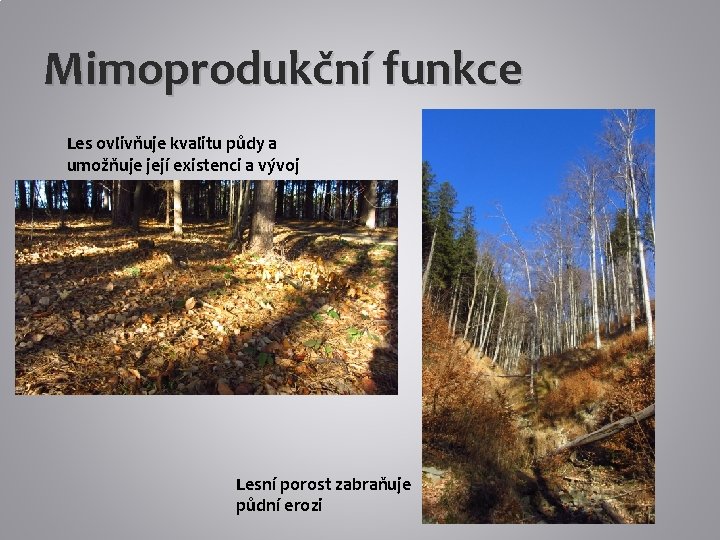 Mimoprodukční funkce Les ovlivňuje kvalitu půdy a umožňuje její existenci a vývoj Lesní porost