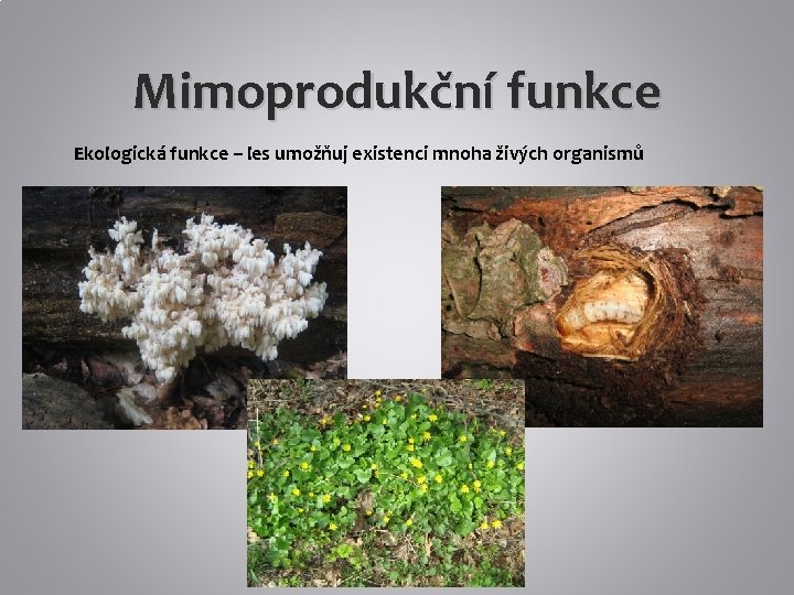 Mimoprodukční funkce Ekologická funkce – les umožňuj existenci mnoha živých organismů 