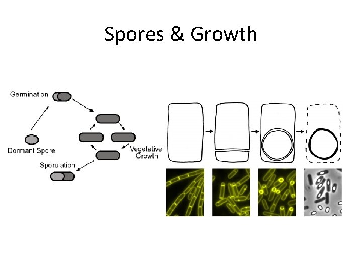 Spores & Growth 