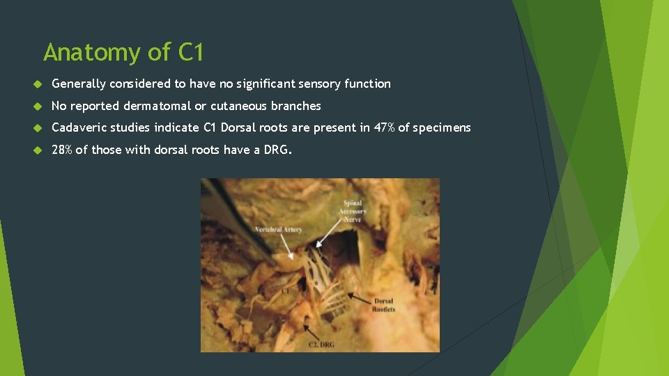 Anatomy of C 1 Generally considered to have no significant sensory function No reported