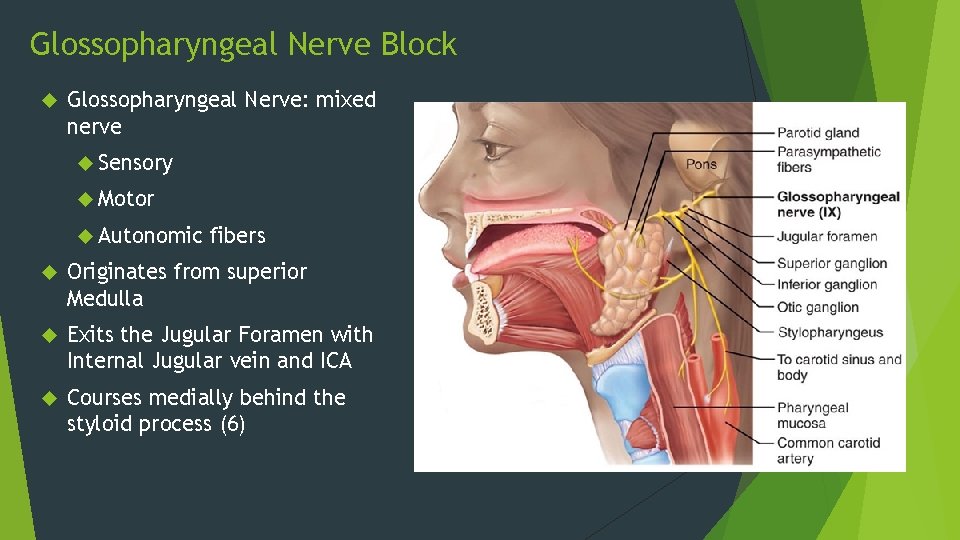 Glossopharyngeal Nerve Block Glossopharyngeal Nerve: mixed nerve Sensory Motor Autonomic fibers Originates from superior