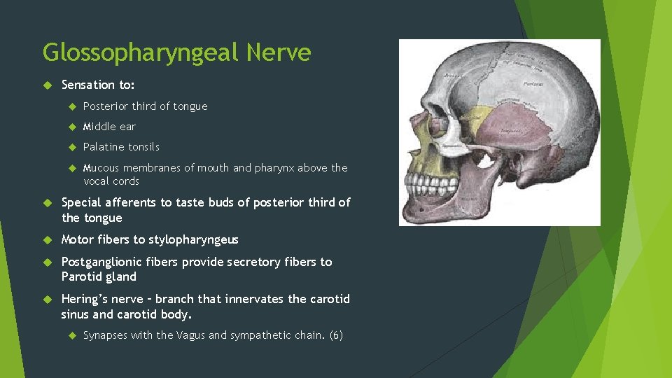 Glossopharyngeal Nerve Sensation to: Posterior third of tongue Middle ear Palatine tonsils Mucous membranes