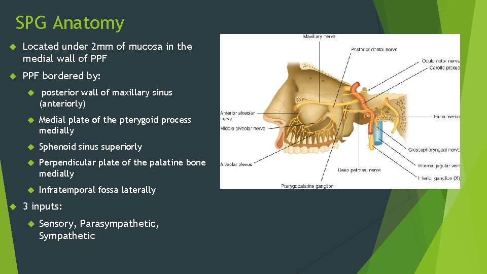 SPG Anatomy Located under 2 mm of mucosa in the medial wall of PPF