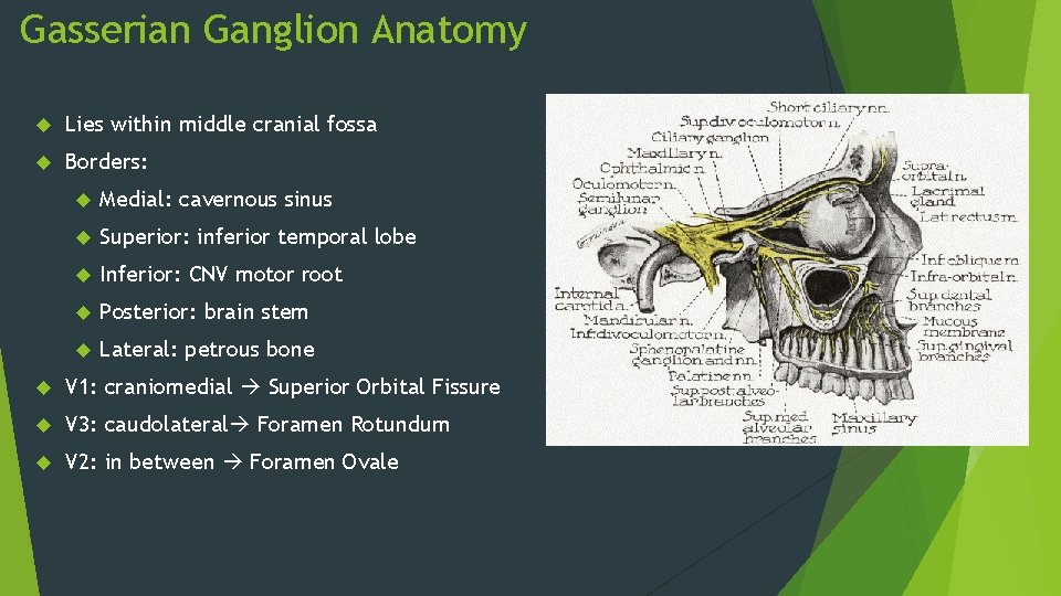Gasserian Ganglion Anatomy Lies within middle cranial fossa Borders: Medial: cavernous sinus Superior: inferior