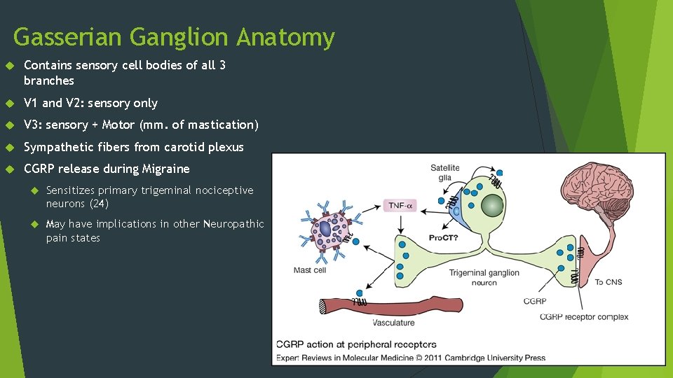 Gasserian Ganglion Anatomy Contains sensory cell bodies of all 3 branches V 1 and