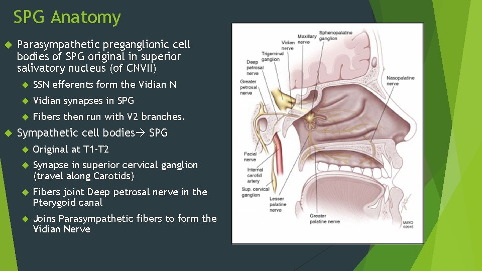 SPG Anatomy Parasympathetic preganglionic cell bodies of SPG original in superior salivatory nucleus (of