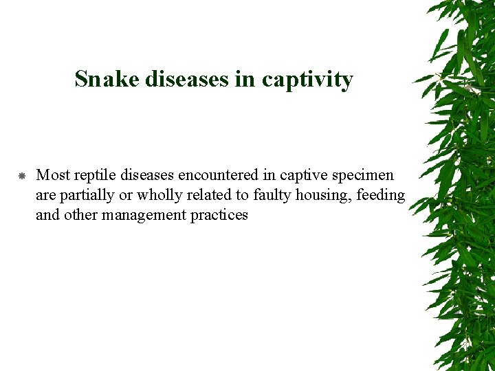 Snake diseases in captivity Most reptile diseases encountered in captive specimen are partially or