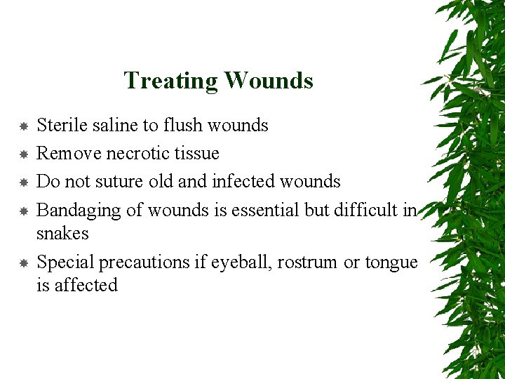 Treating Wounds Sterile saline to flush wounds Remove necrotic tissue Do not suture old