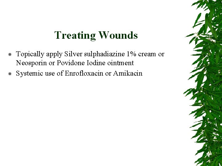 Treating Wounds Topically apply Silver sulphadiazine 1% cream or Neosporin or Povidone Iodine ointment