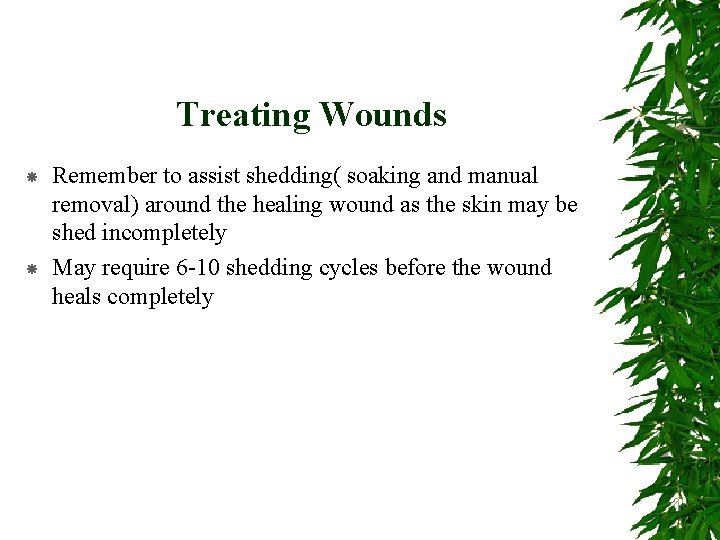 Treating Wounds Remember to assist shedding( soaking and manual removal) around the healing wound